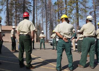 Forest Management