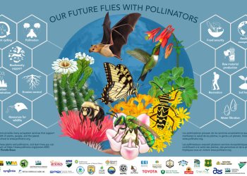 pollinator poster