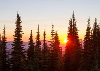 sunset-forest-trees