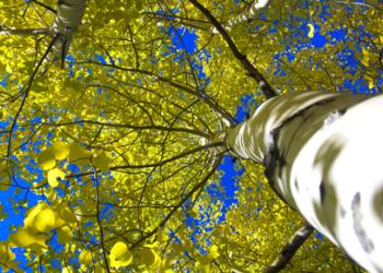 The sky peaks through yellowing aspen leaves at the top of a long white trunk