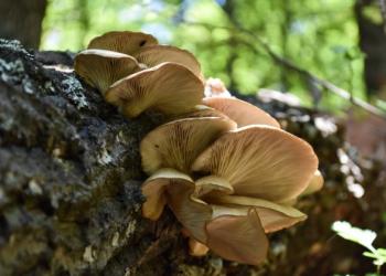 Oyster Mushrooms Growing on a Log