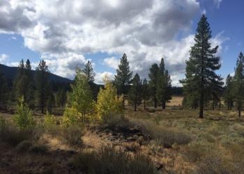 Aspen on the Lassen NF
