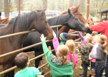 Children Petting Mules Card