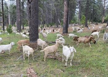 white and brown goats grazing in grass under trees
