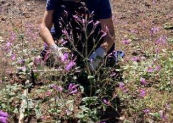 SCP - monitoring penstemon (tall)