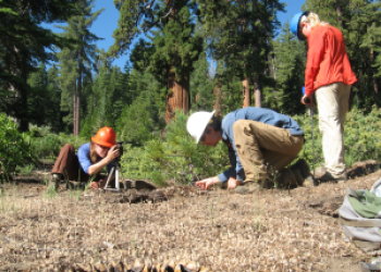 SQFGiantSequoiaRegenerationInventory300