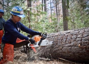 Volunteer Sawyer using chainsaw