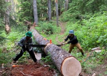 Volunteer Sawyers use Crosscut Saw by Claire Persichetti
