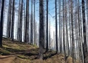 Devil's Rest Trail - Eagle Creek Fire