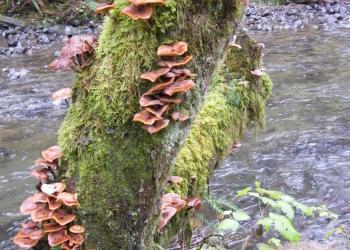 Armillaria_1