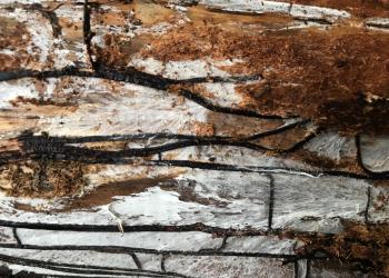 Armillaria_3