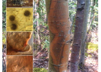 Aspen_running_canker_photo_plate