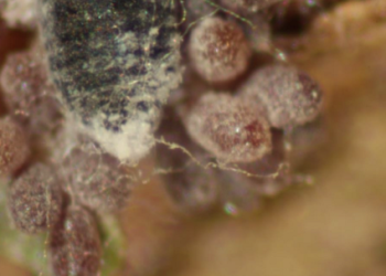 Balsam woolly adelgid adults and eggs