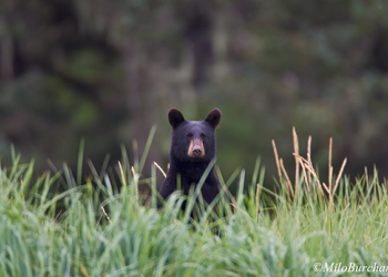 BearsSS4