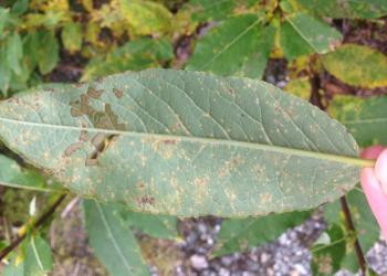 Hardwood_leaf_rust_4