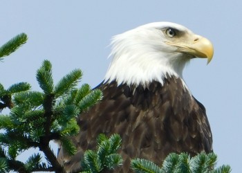 A head shot of a bald eagle in a tree.