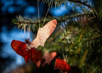 Salmon Skin ornaments shaped like fish hang from branches of a tree.