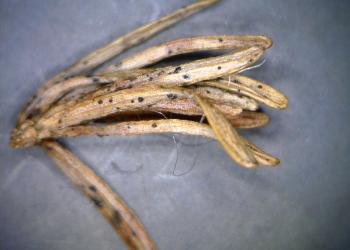 Sirococcus_3