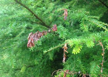 Sirococcus_4