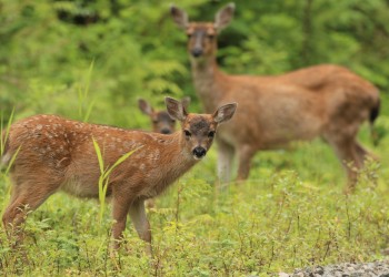 Sitka Black-tailed Deer