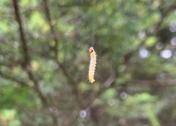 A pale yellow colored larva of a western blackheaded budworm hangs from a silk thread 