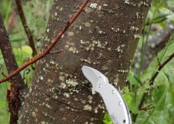 alder_canker_2