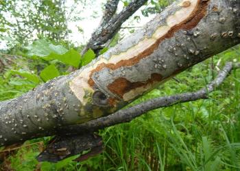 alder_canker_3