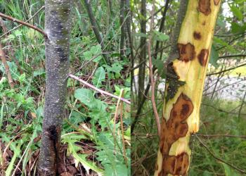 alder_canker_5