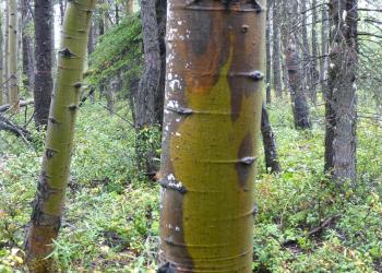 aspen_running_canker_2