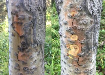 aspen_running_canker_5