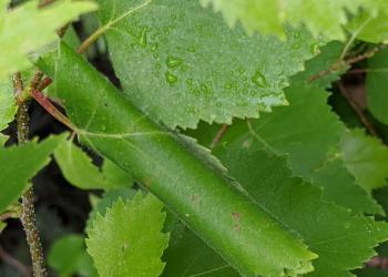 birch leafroller 2