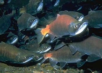 Salmon swimming.