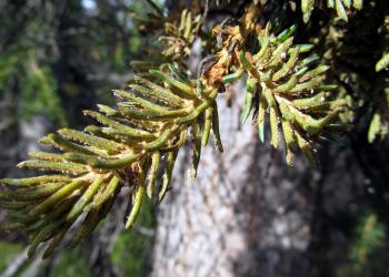 spruce_broom_rust_4