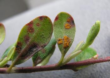 spruce_broom_rust_5