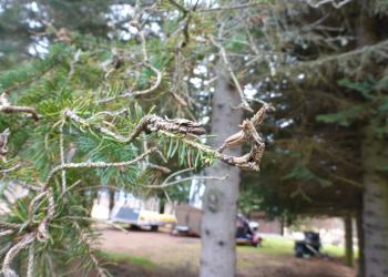 twisted branches of spruce