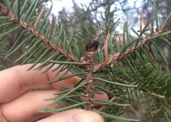 spruce_bud_blight_sitka_spruce_2