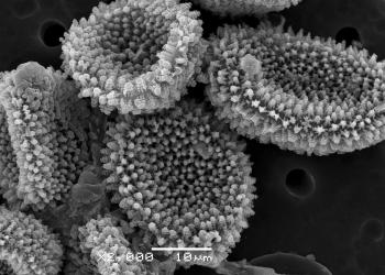 spruce_needle_rust_4