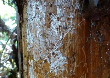 yellow_cedar_7