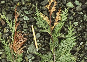 yellow_cedar_shoot_blight_IDbook_2