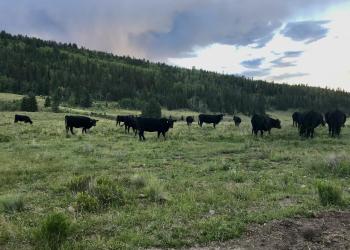 Cows