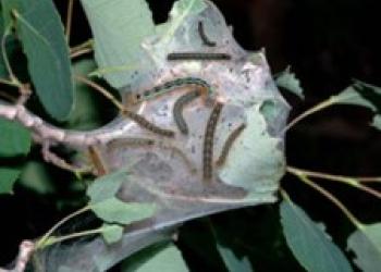 Several small caterpillars are seen on a leaf with a white silk covering aound them.