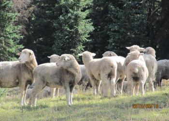 sheep close
