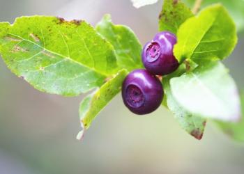 Huckleberries