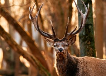Roosevelt Elk