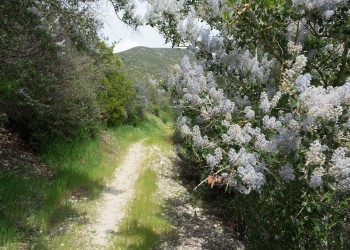 Chaparral Neighborhood Trail