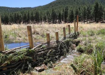 man-made dam with 8 vertical wood poles holding interwoven branches with a small pond of water upstream to the left of the dam surrounded by grassland and forest