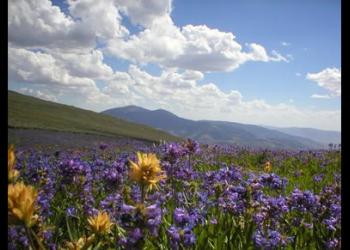 Christ's Indian Paintbrush