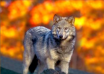 23 Gray Wolf