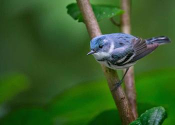 Cerulean Warbler