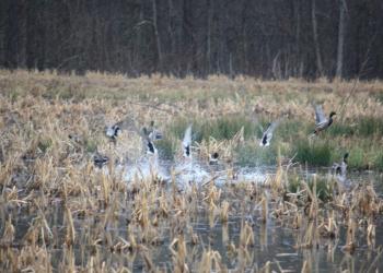 Mallards at Oakwood
